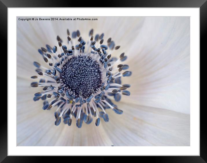 anemone Framed Mounted Print by Jo Beerens
