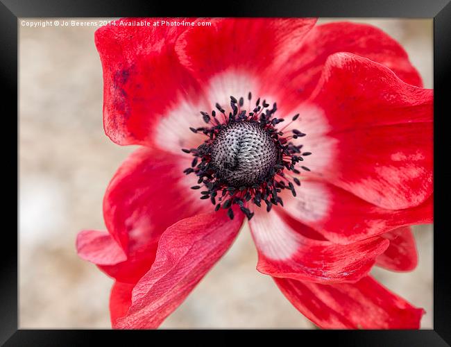 red anemone Framed Print by Jo Beerens