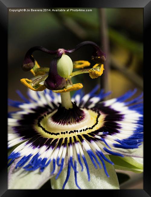 passion flower. Framed Print by Jo Beerens