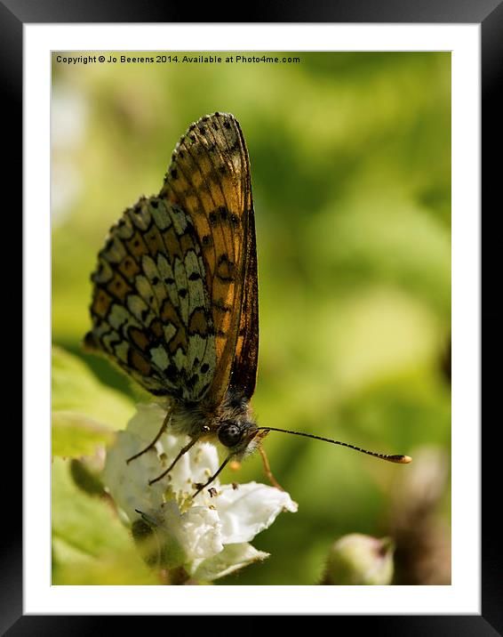 brown butterfly Framed Mounted Print by Jo Beerens