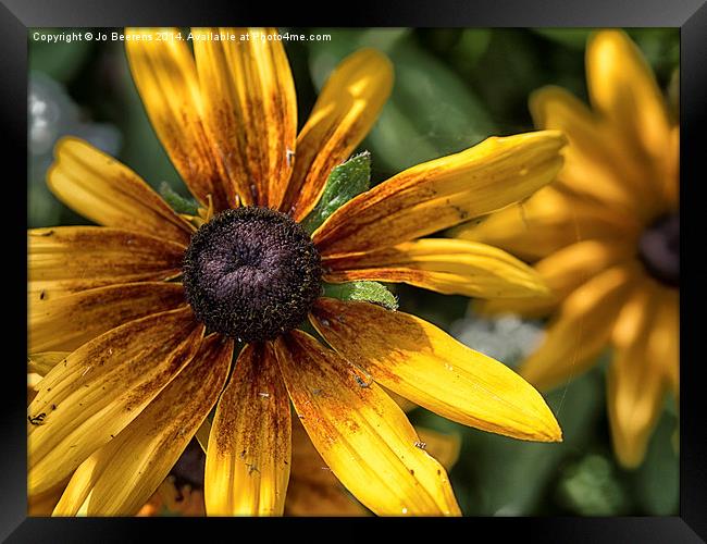 decaying rudbeckia  Framed Print by Jo Beerens