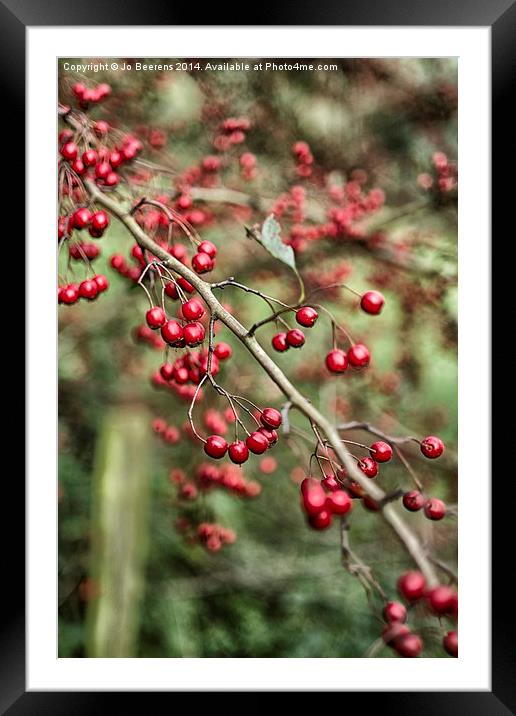 red berries Framed Mounted Print by Jo Beerens