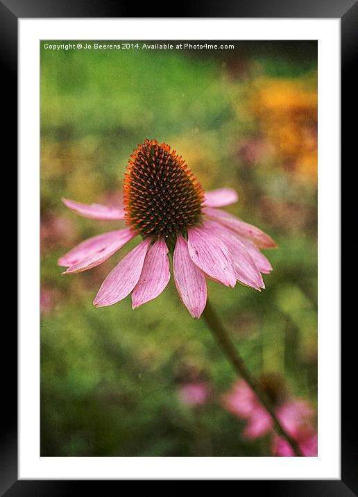 cone flower Framed Mounted Print by Jo Beerens
