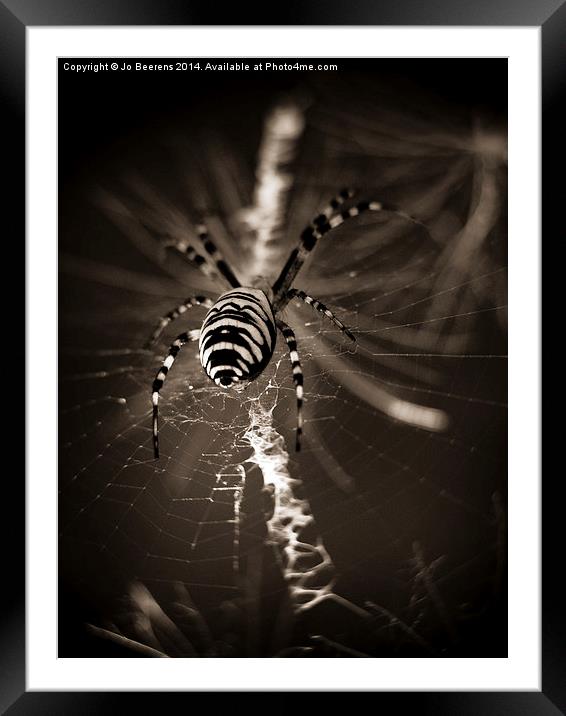 spider in waiting Framed Mounted Print by Jo Beerens