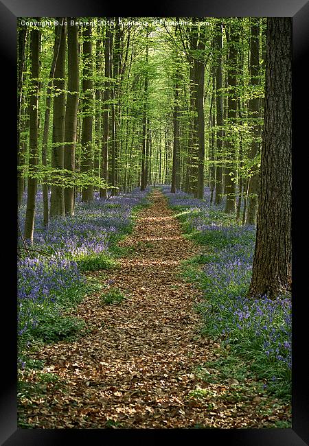 bluebell forest path Framed Print by Jo Beerens