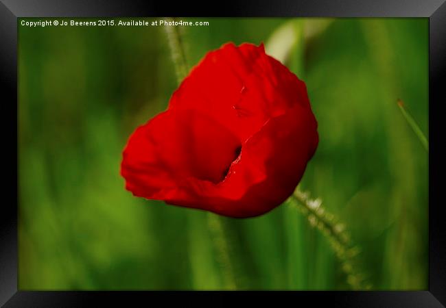  spring poppy Framed Print by Jo Beerens