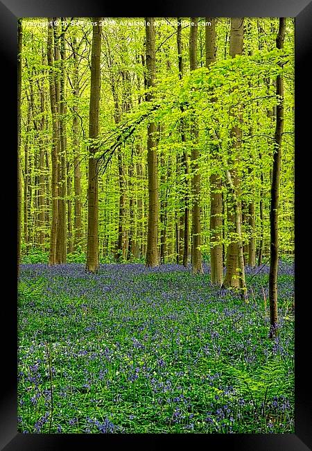 bluebell forest Framed Print by Jo Beerens