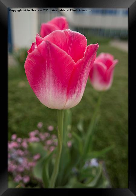 pink tulips Framed Print by Jo Beerens