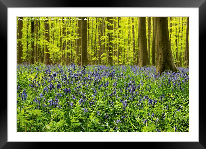 bluebell wood Framed Mounted Print by Jo Beerens