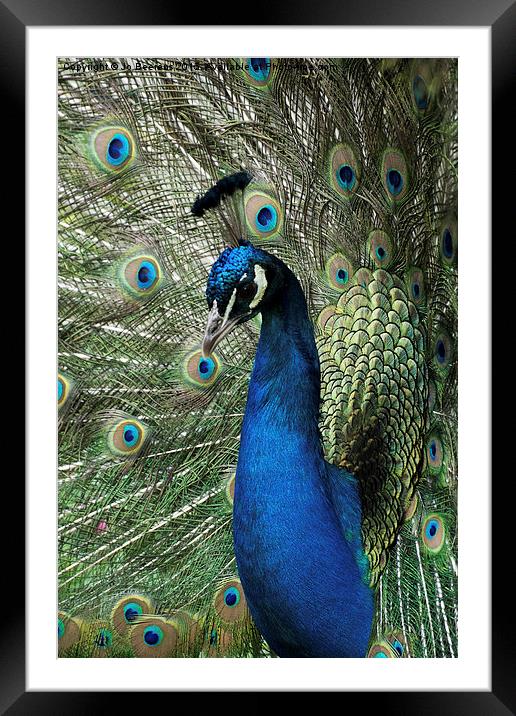 peacock display Framed Mounted Print by Jo Beerens