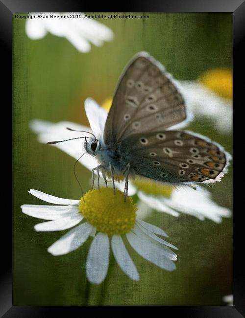 blue butterfly Framed Print by Jo Beerens