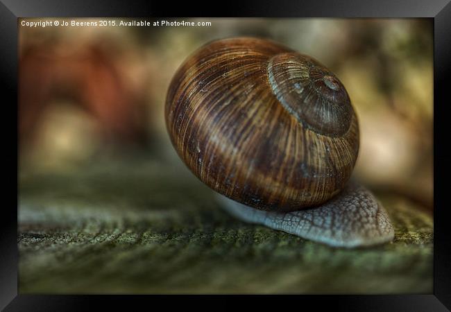 Burgundy snail glide past Framed Print by Jo Beerens