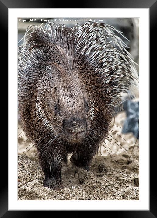 Indian crested porcupine Framed Mounted Print by Jo Beerens