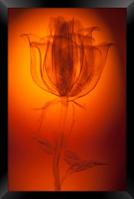 Etched Rose Framed Print by Dean Messenger