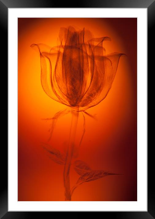 Etched Rose Framed Mounted Print by Dean Messenger