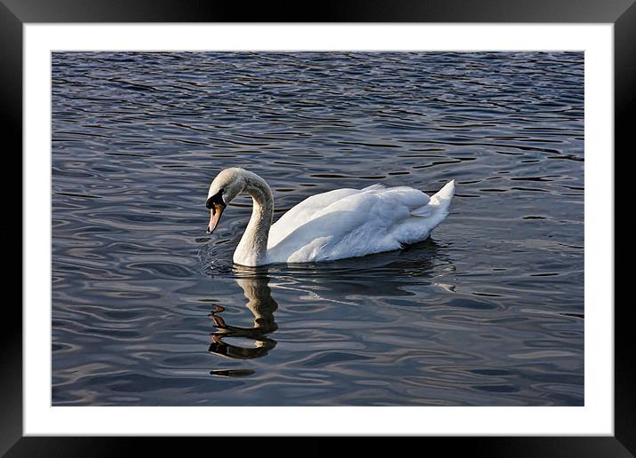 Drinking Swan Framed Mounted Print by Dean Messenger