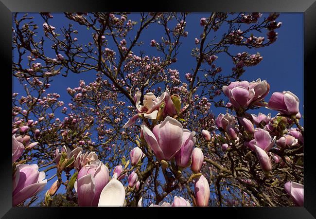 Magnolias in Bloom Framed Print by Dean Messenger