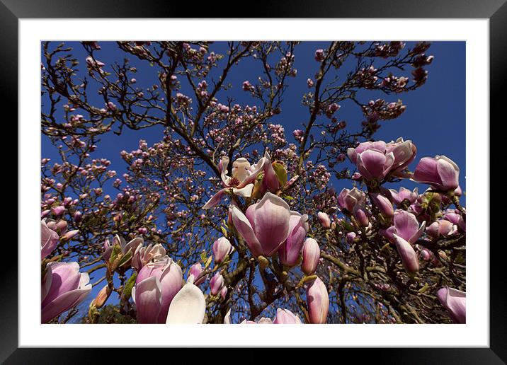 Magnolias in Bloom Framed Mounted Print by Dean Messenger