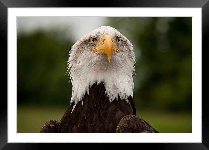 Bald Eagle Framed Mounted Print by Dean Messenger