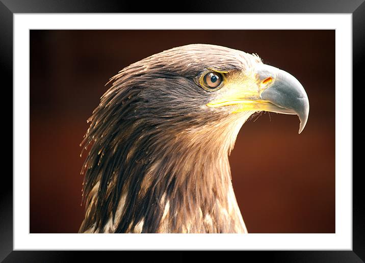 Tawny Eagle Framed Mounted Print by Dean Messenger