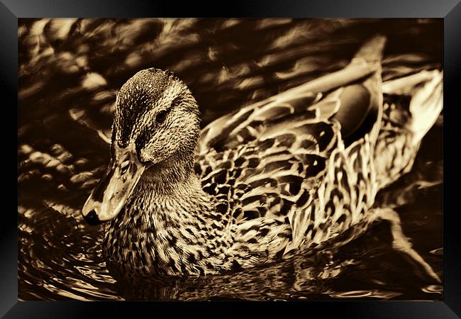 Golden Duck Framed Print by Dean Messenger