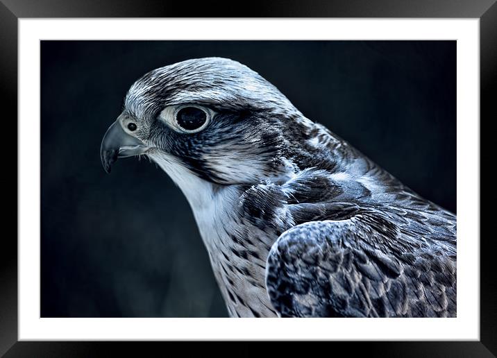 Lanner Falcon toned Framed Mounted Print by Dean Messenger