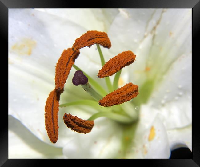 Lily Stamens Framed Print by Dean Messenger