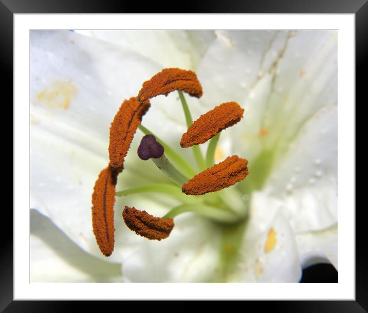 Lily Stamens Framed Mounted Print by Dean Messenger