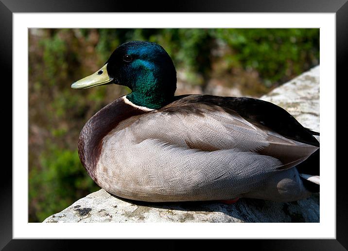 Duck Watch Framed Mounted Print by Dean Messenger