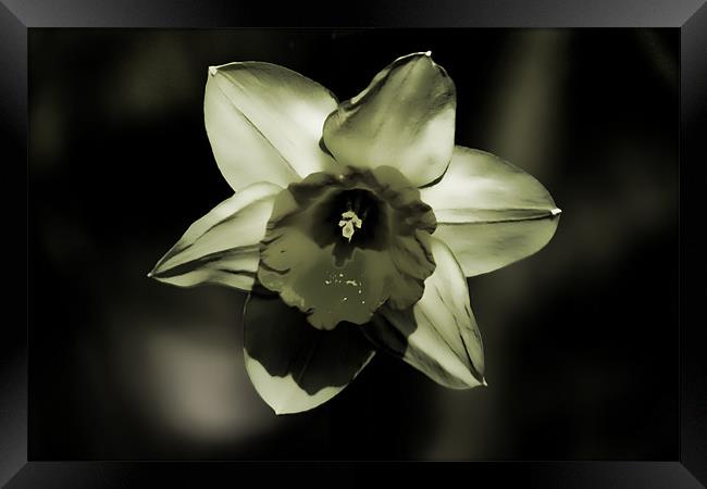 Daffodil Framed Print by Dean Messenger