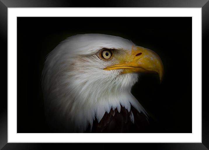 Bald Eagle Vignette Framed Mounted Print by Dean Messenger