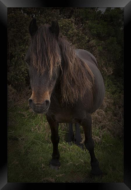 Dartmoor Pony Framed Print by Dean Messenger
