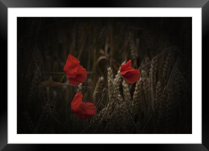 Poppies among the cornfield Framed Mounted Print by Dean Messenger