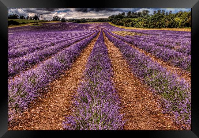 Lavender blue! Framed Print by Dean Messenger