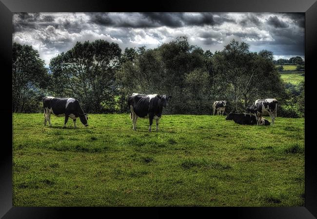 cows Framed Print by Dean Messenger