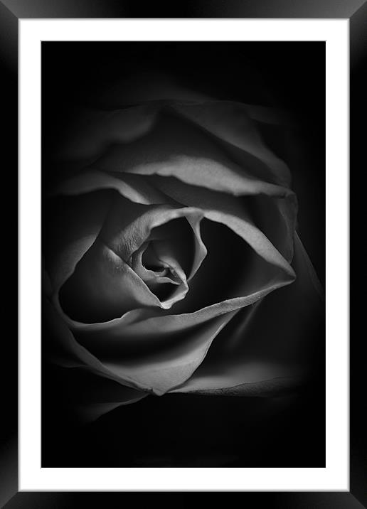 Black and White Rose Framed Mounted Print by Dean Messenger