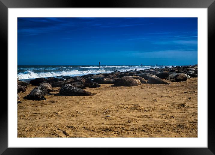 Horsey Grey Seals Framed Mounted Print by Dean Messenger