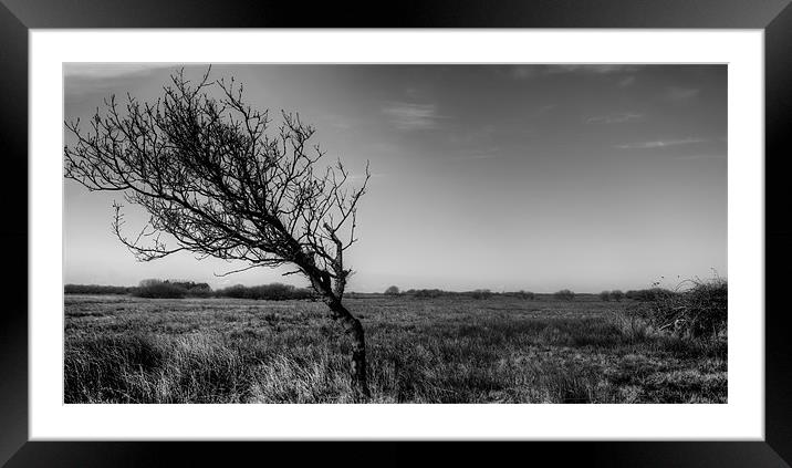 Windswept Tree Framed Mounted Print by Dean Messenger