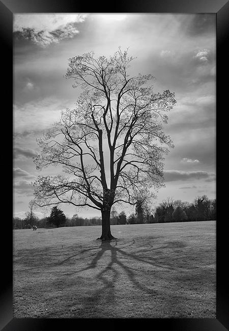 tree and shadows Framed Print by Dean Messenger