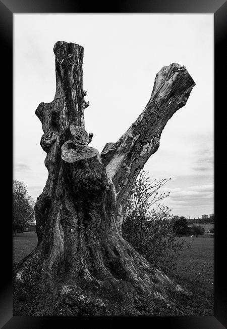 Gnarled old tree Framed Print by Dean Messenger