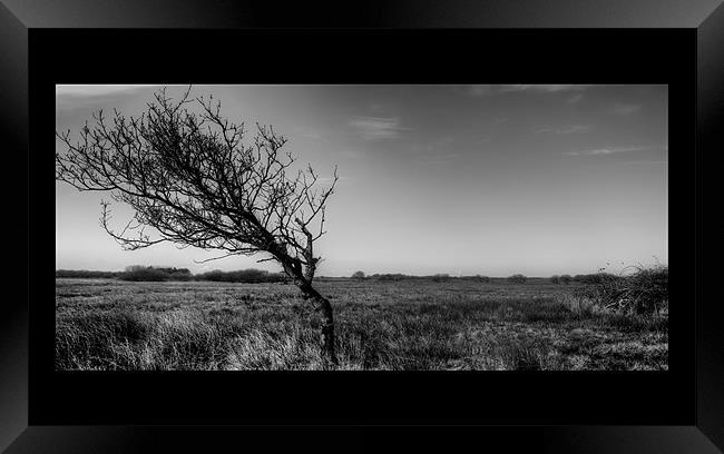 Windblown Tree IPhone Case Framed Print by Dean Messenger