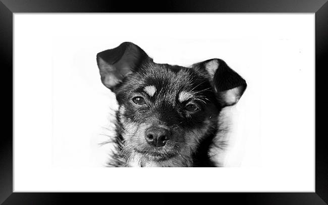Puppy iPhone case Framed Print by Dean Messenger