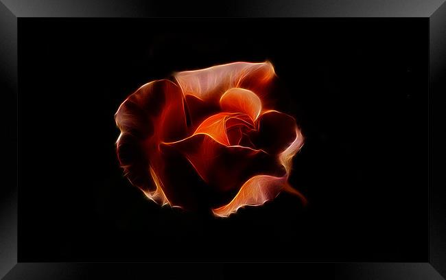 Orange Rose iPhone Case Framed Print by Dean Messenger