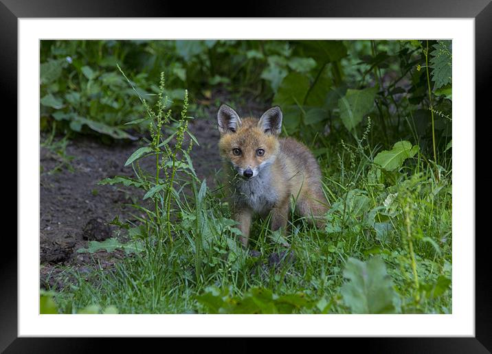 fox cub 1 Framed Mounted Print by Dean Messenger