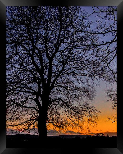 Tree Silhouette winter sunset Framed Print by Dean Messenger
