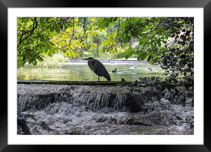  Grey Heron on waterfall Framed Mounted Print by Dean Messenger