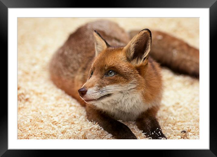  Red Fox Framed Mounted Print by Dean Messenger