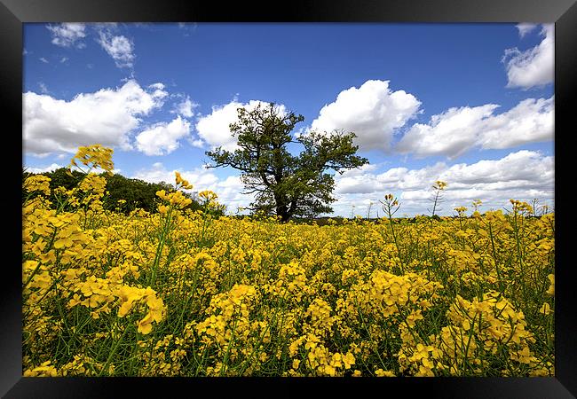  Rapeseed and tree Framed Print by Dean Messenger