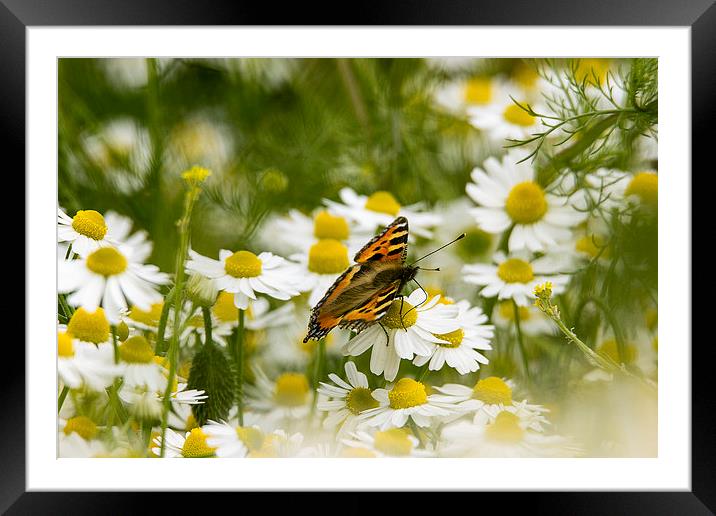 Small Tortoiseshell Butterfly  Framed Mounted Print by Dean Messenger