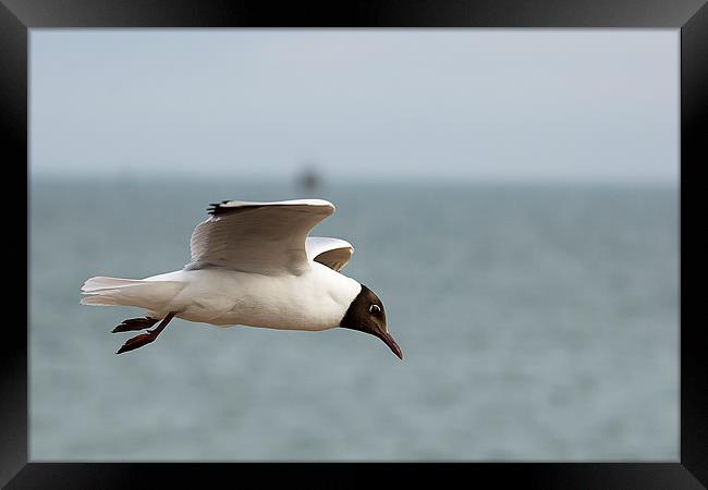  Black headed gull in flight Framed Print by Dean Messenger